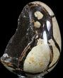 Septarian Dragon Egg Geode - Black Crystals #54542-2
